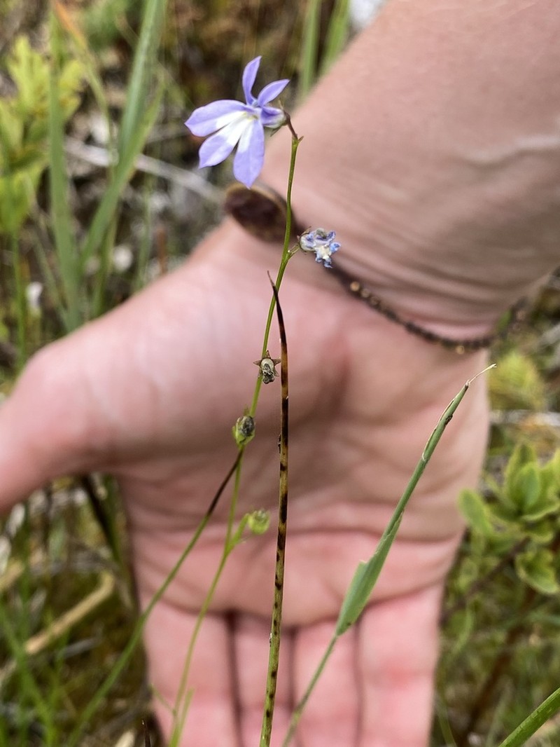 Ontario Lobelia photo 3