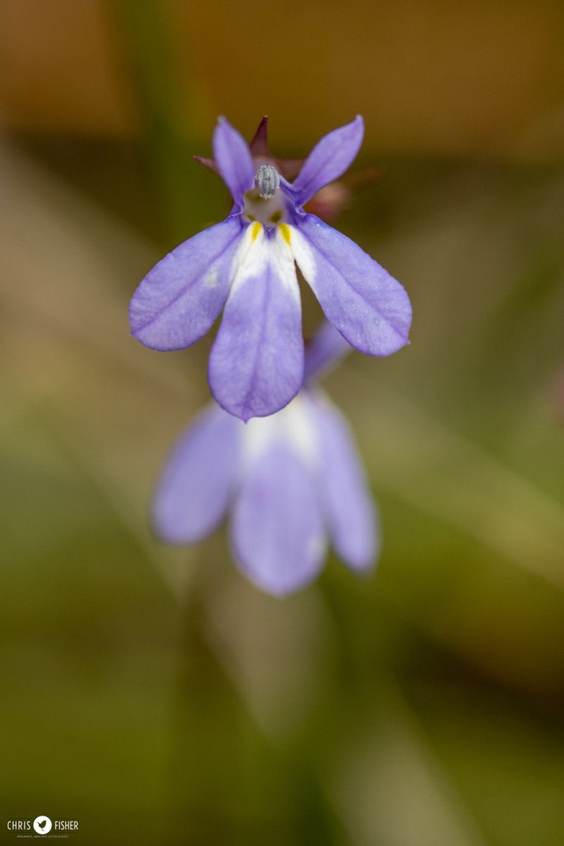 Ontario Lobelia photo 4