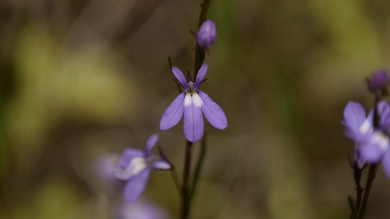 Ontario Lobelia photo 5