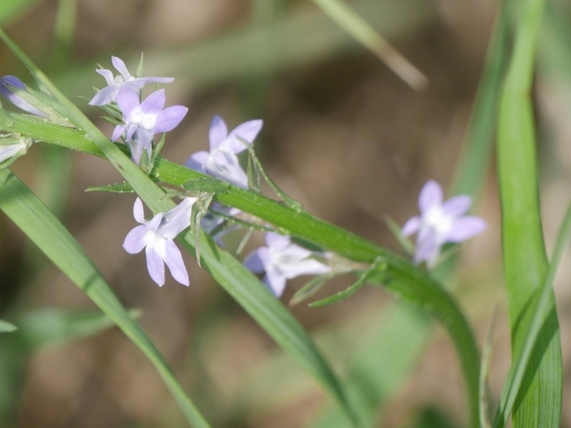 Ontario Lobelia photo 6