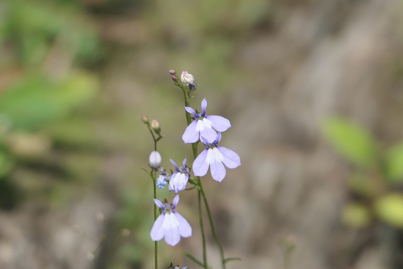 Ontario Lobelia photo 7