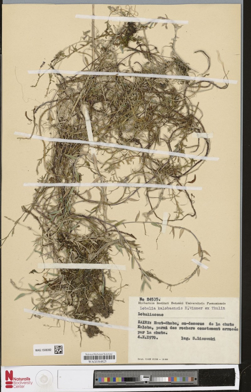 Lobelia kalobaensis