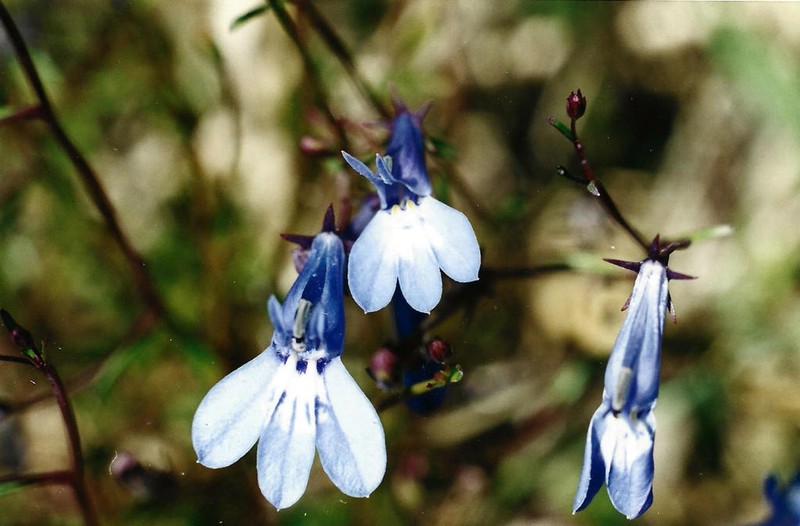 Lobelia kirkii