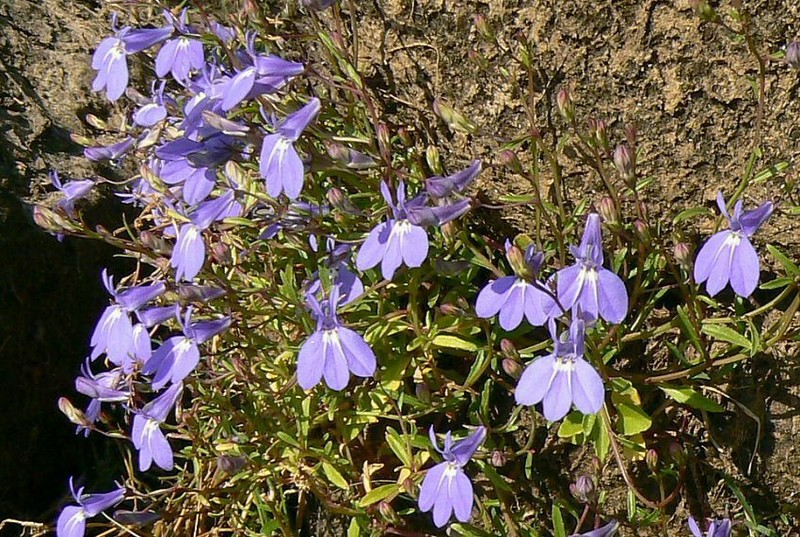 Lobelia kirkii photo 2