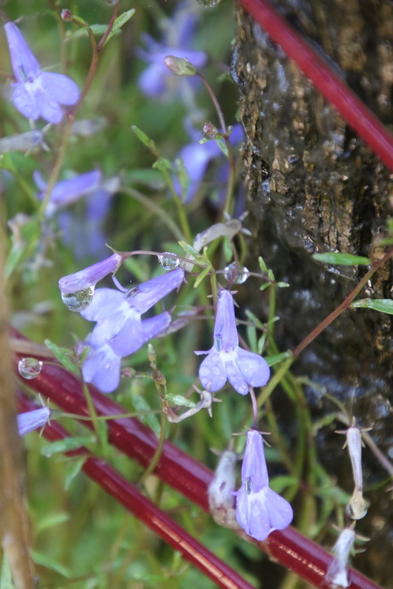 Lobelia kirkii photo 3