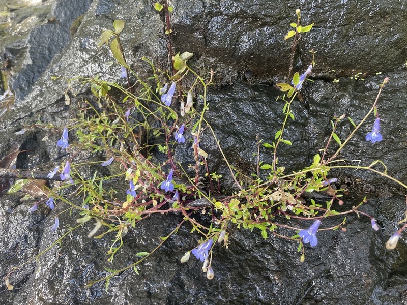 Lobelia kirkii photo 4