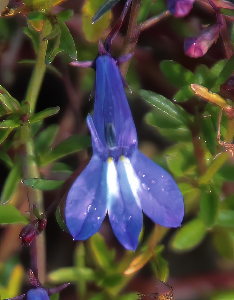 Lobelia kirkii photo 5
