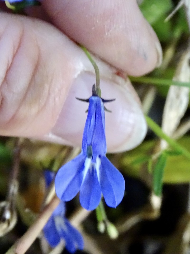 Lobelia kirkii photo 6