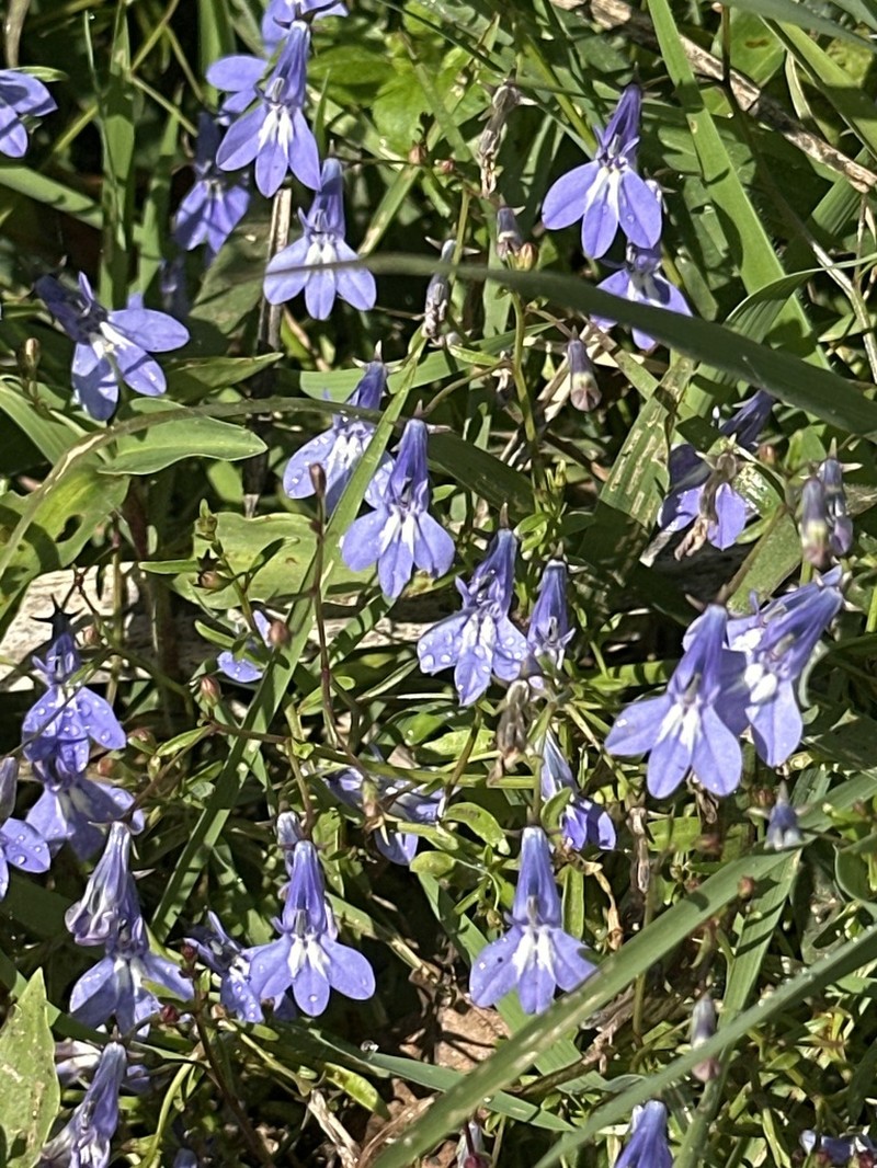 Lobelia kirkii photo 7