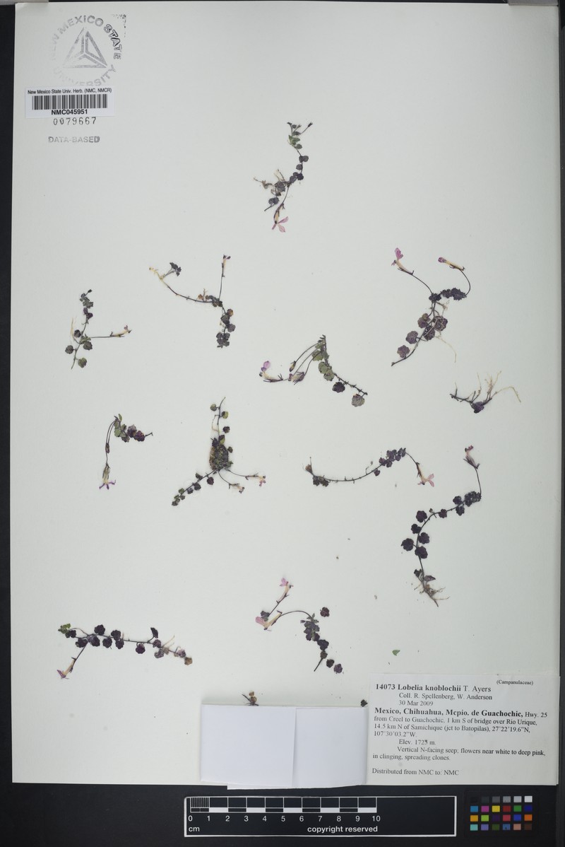 Lobelia knoblochii