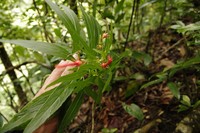 Lobelia kraussii