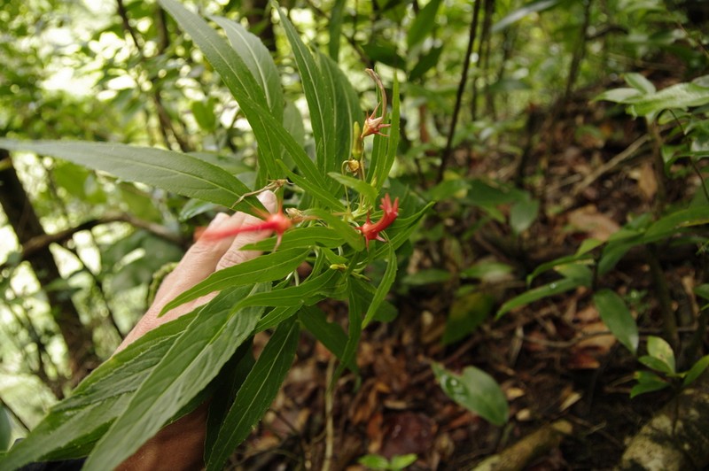Lobelia kraussii