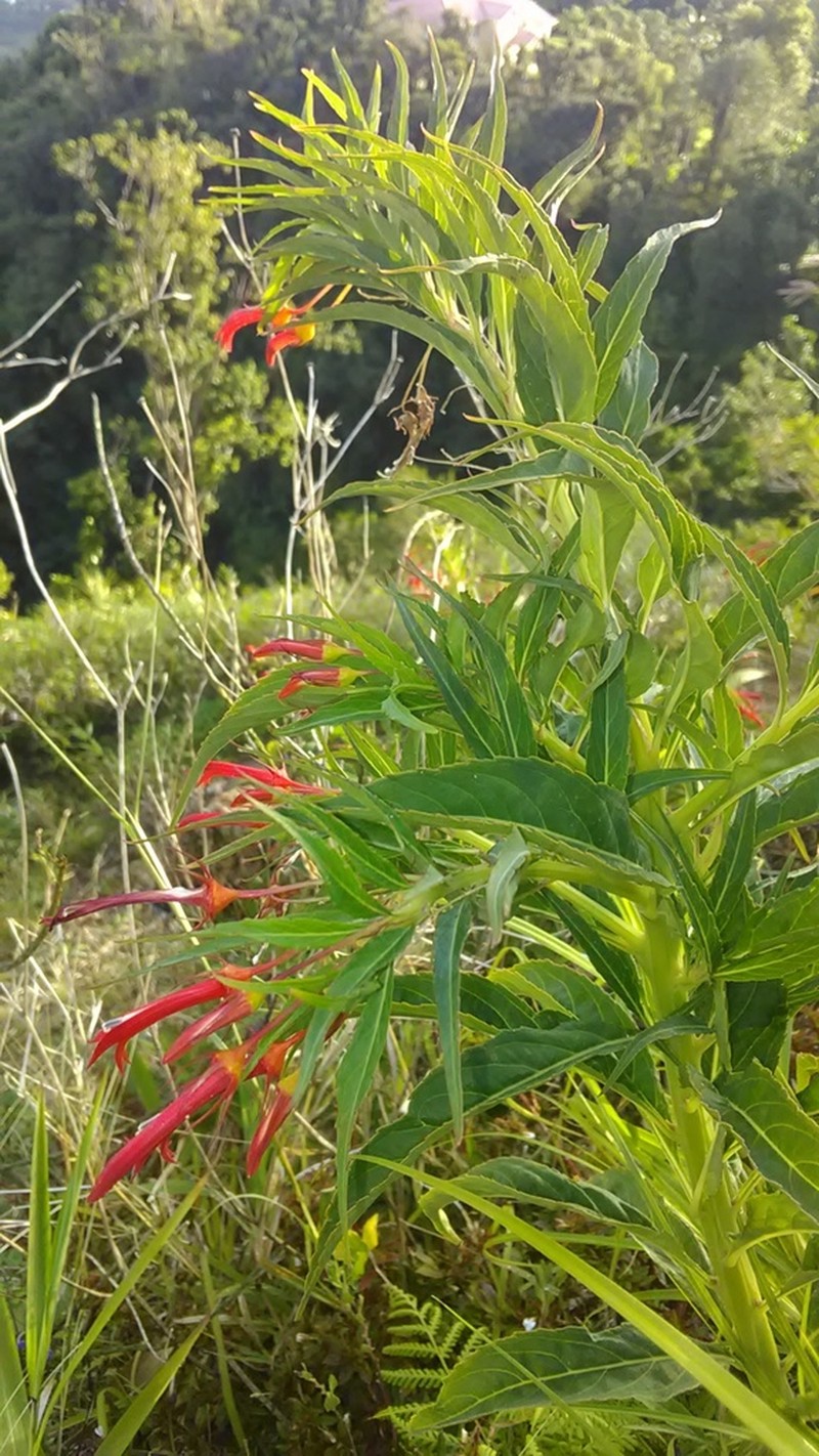 Lobelia kraussii photo 2