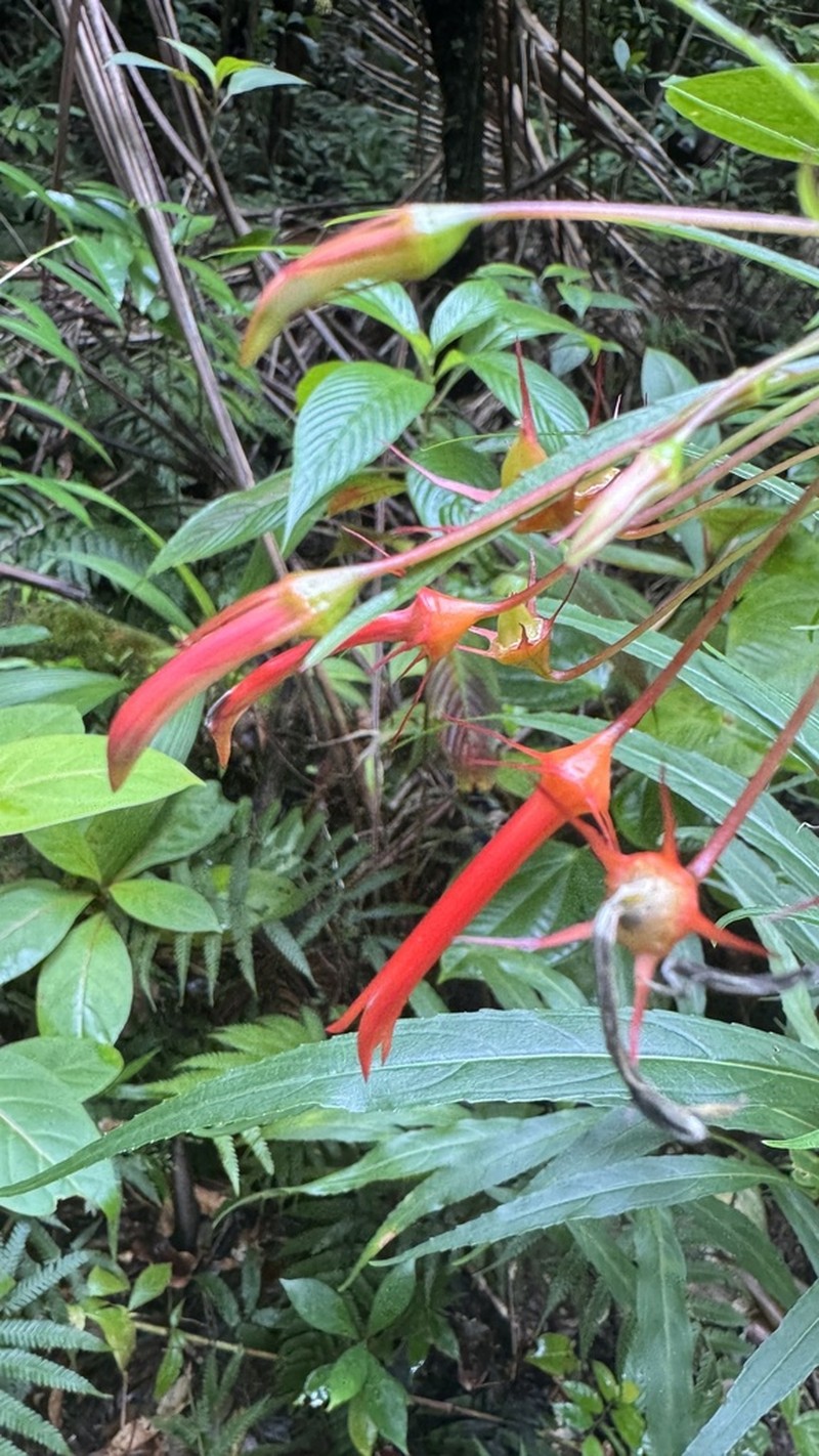 Lobelia kraussii photo 3