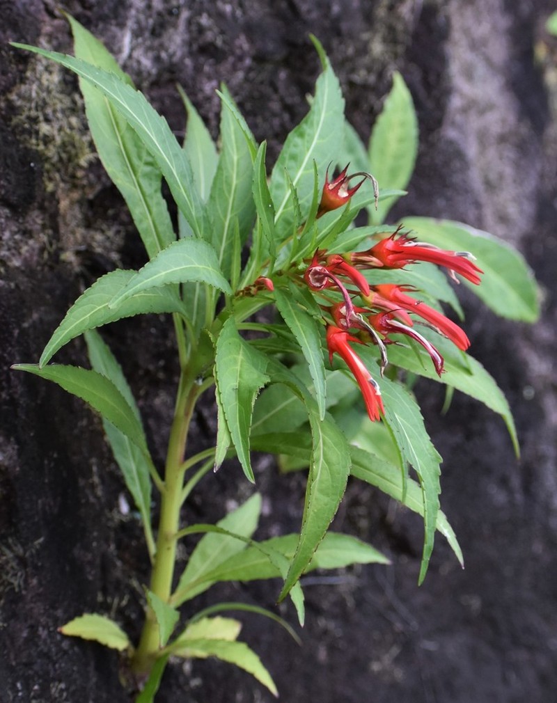 Lobelia kraussii photo 4