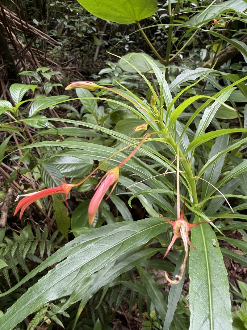 Lobelia kraussii photo 5