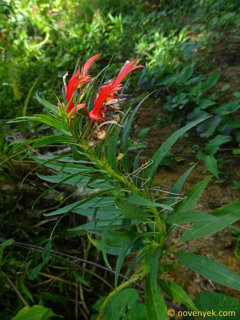 Lobelia kraussii photo 6