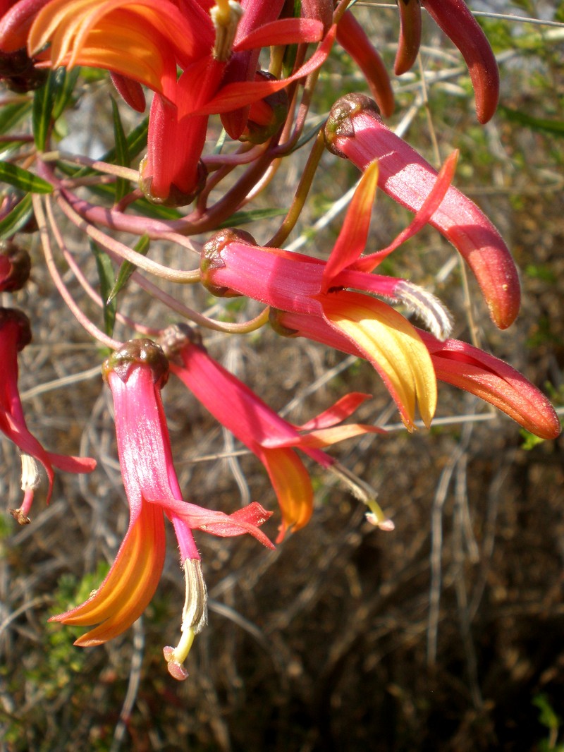 Sierra Madre Lobelia photo 2