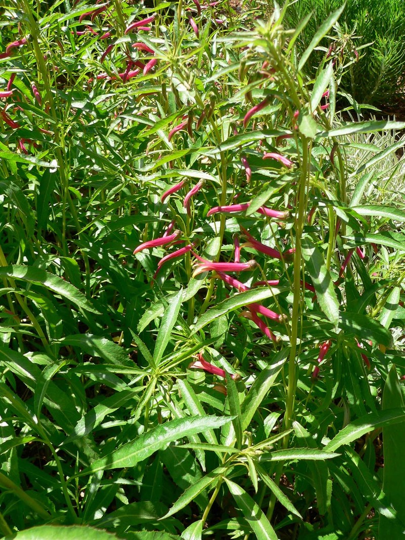 Sierra Madre Lobelia photo 3