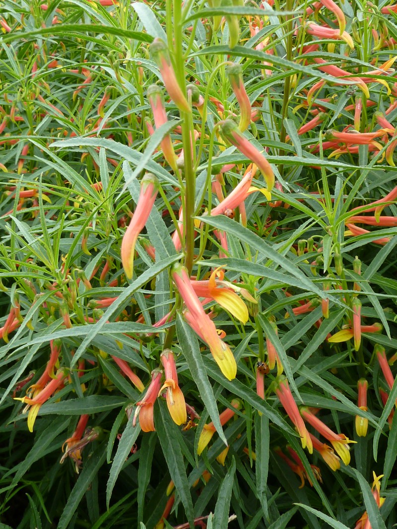 Sierra Madre Lobelia photo 4