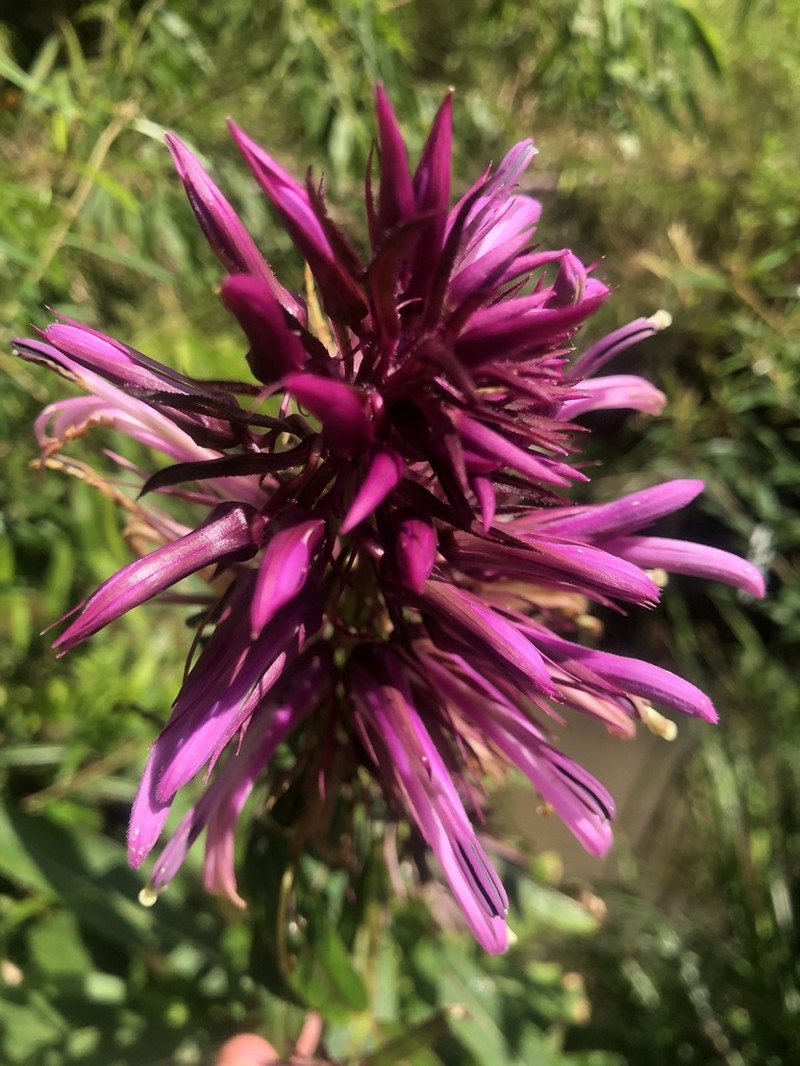 Lobelia langeana
