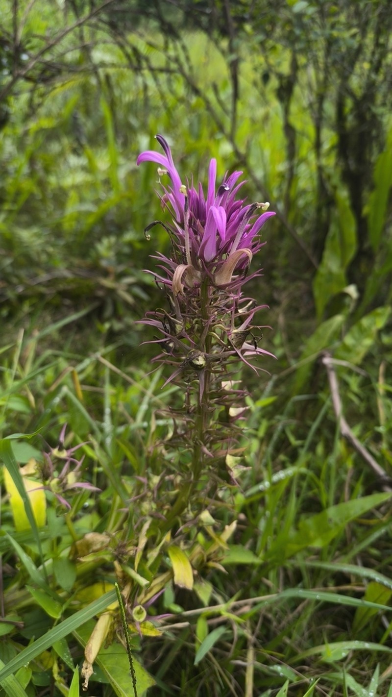 Lobelia langeana photo 5