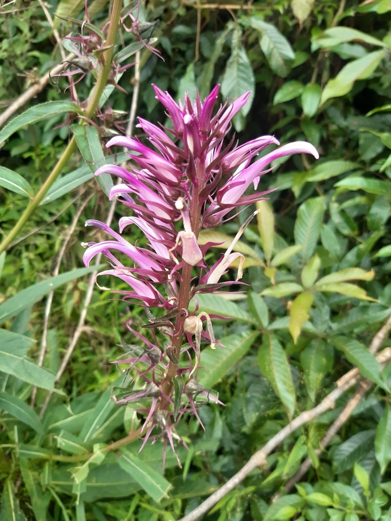 Lobelia langeana photo 6