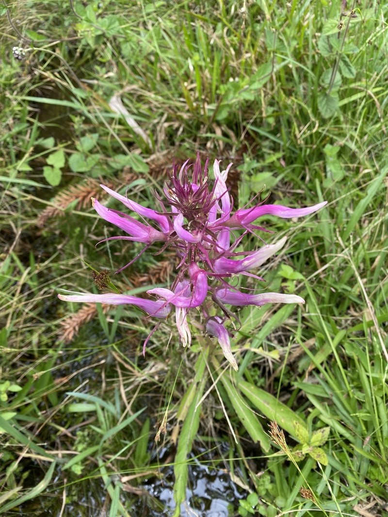 Lobelia langeana photo 7