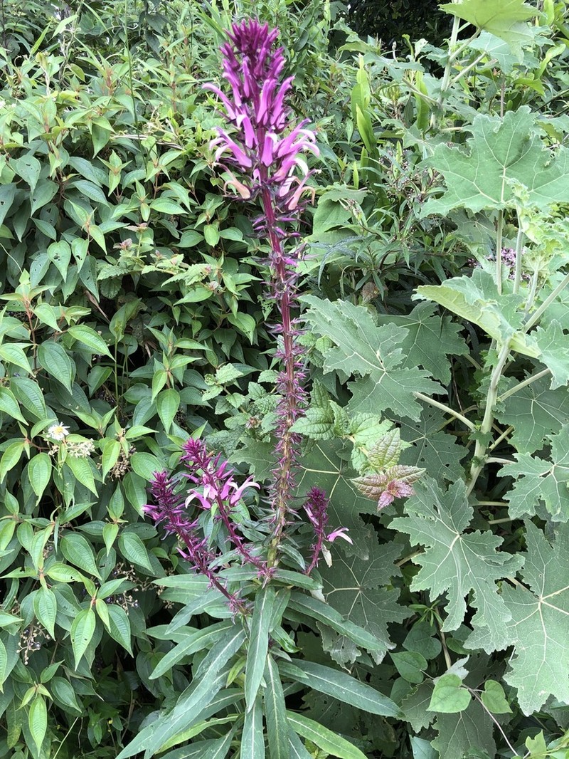 Lobelia langeana photo 8