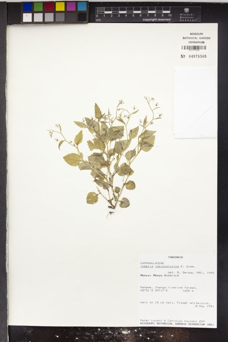 Lobelia lasiocalycina
