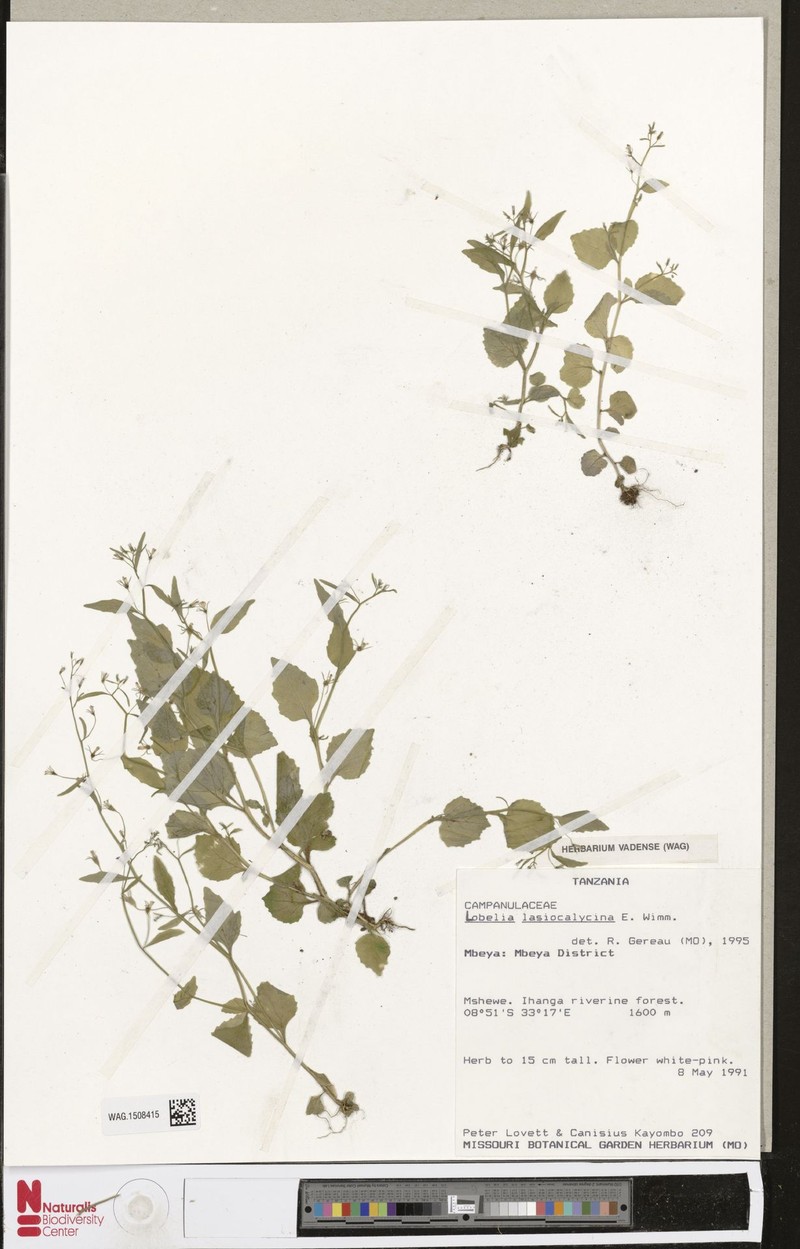 Lobelia lasiocalycina photo 2