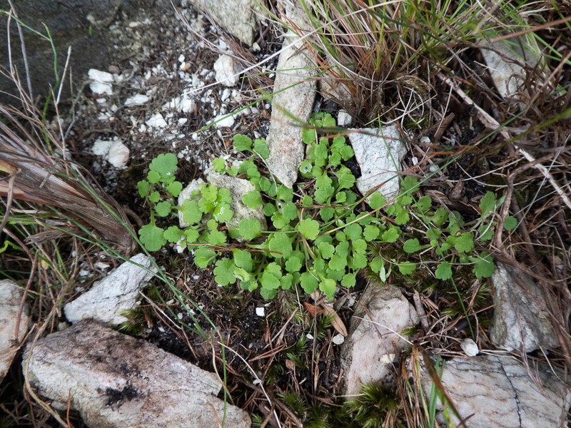 Lobelia laurentioides