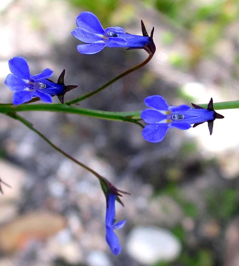 Lobelia laxa