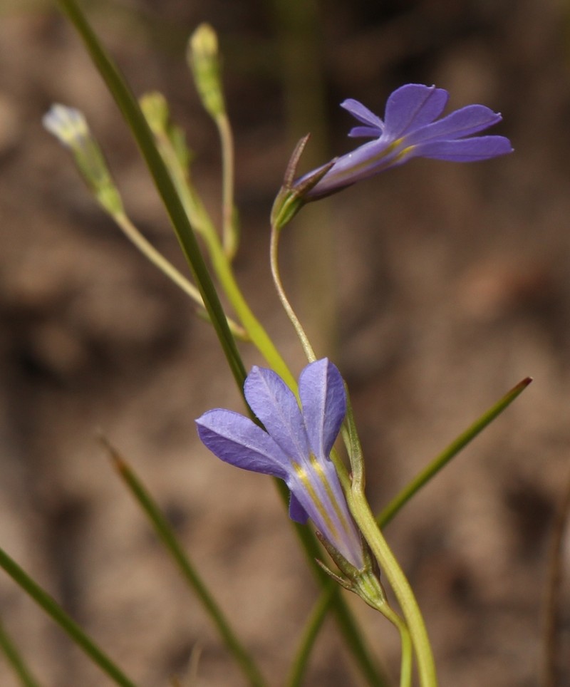 Lobelia laxa photo 2