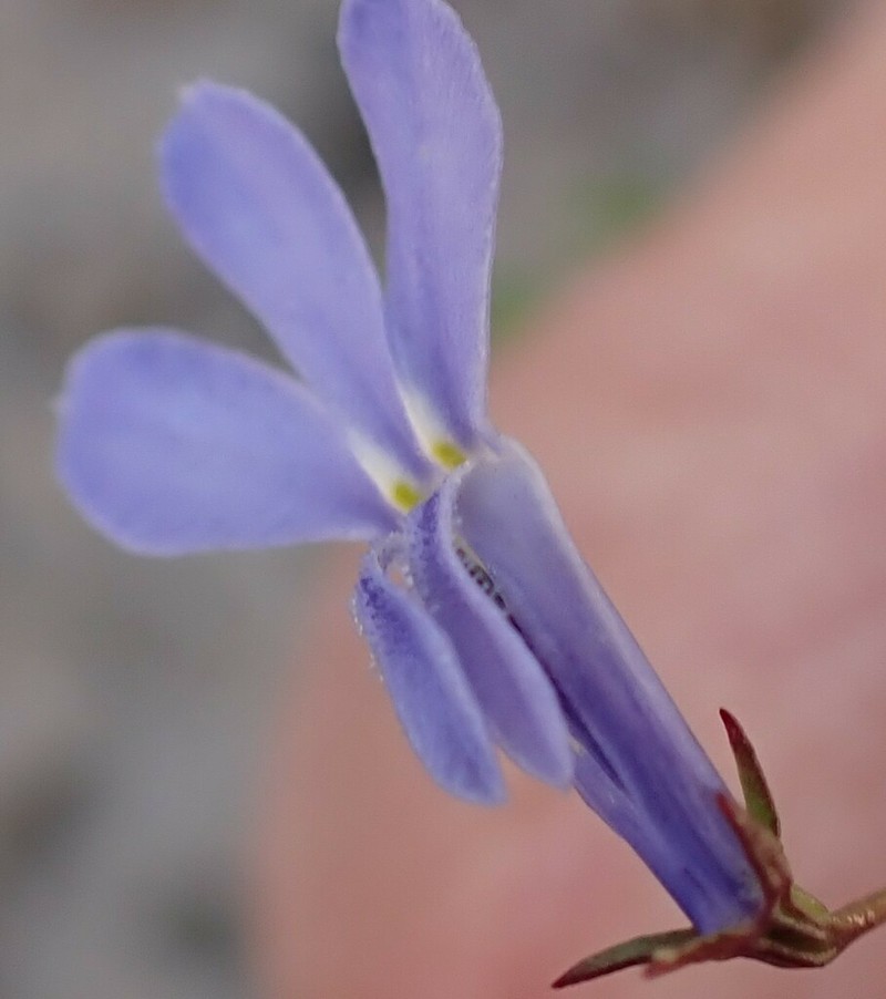 Lobelia laxa photo 3