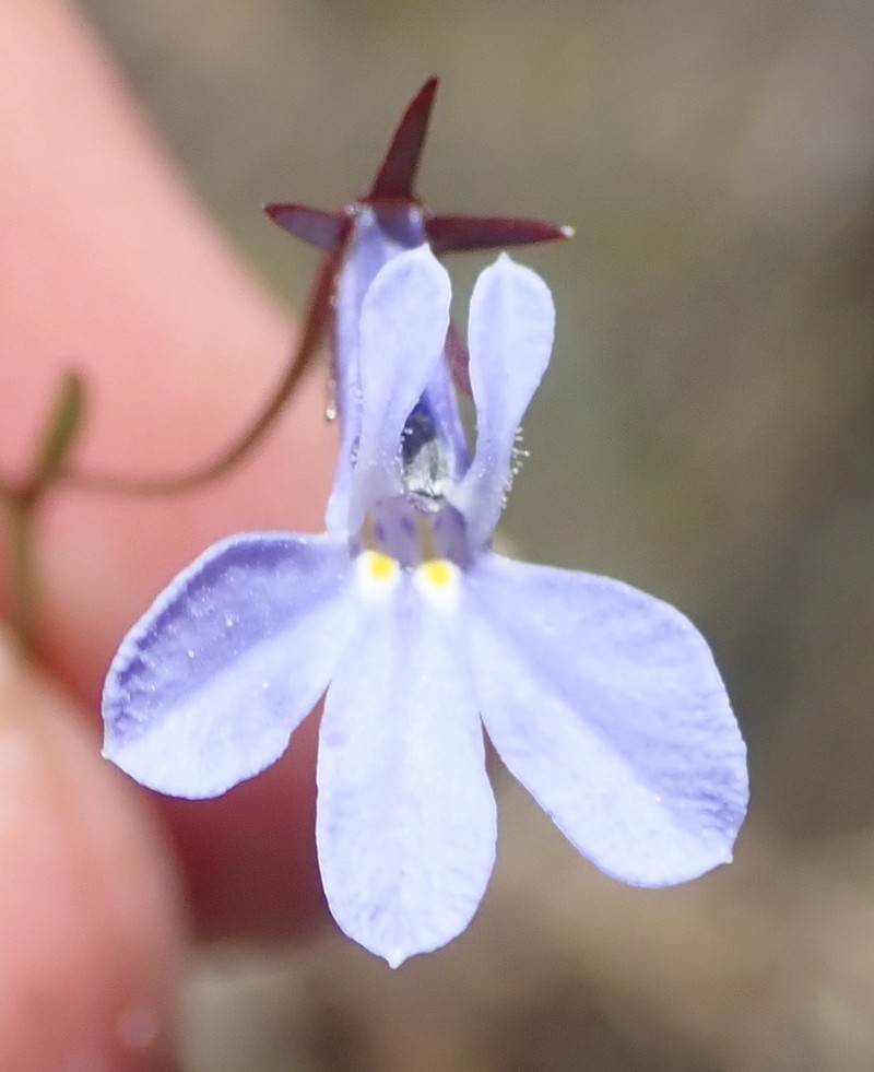 Lobelia laxa photo 4