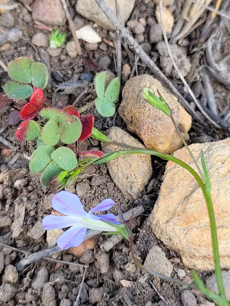 Lobelia laxa photo 5