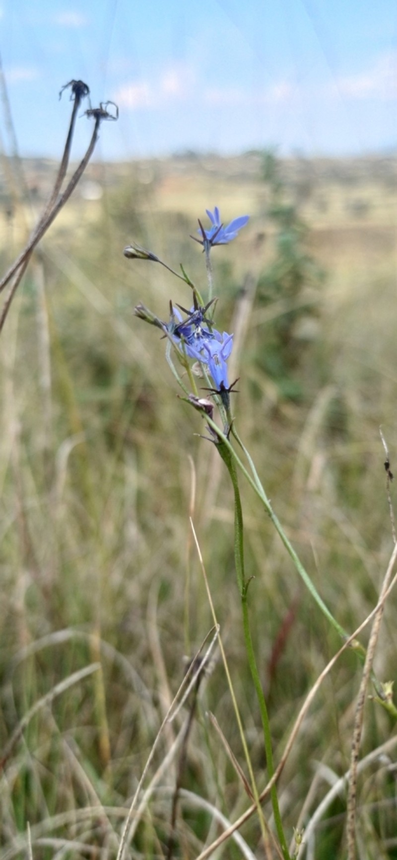 Lobelia laxa photo 6