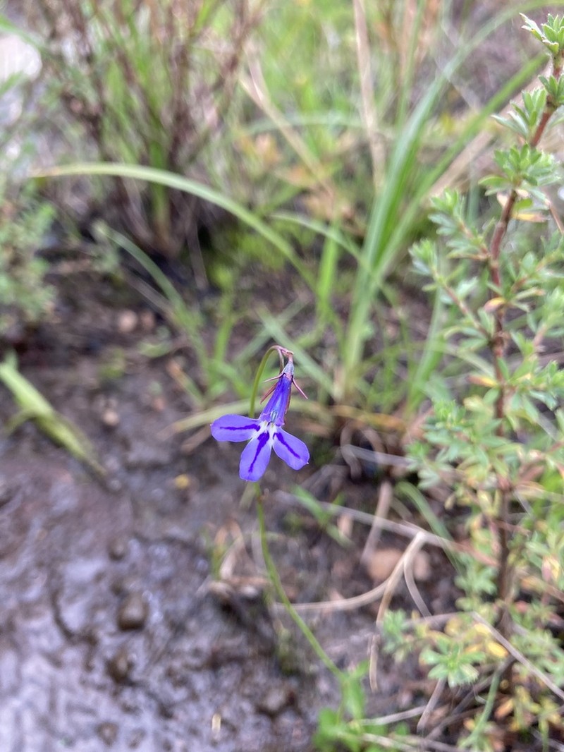 Lobelia laxa photo 7