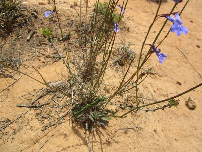 Lobelia laxa photo 8