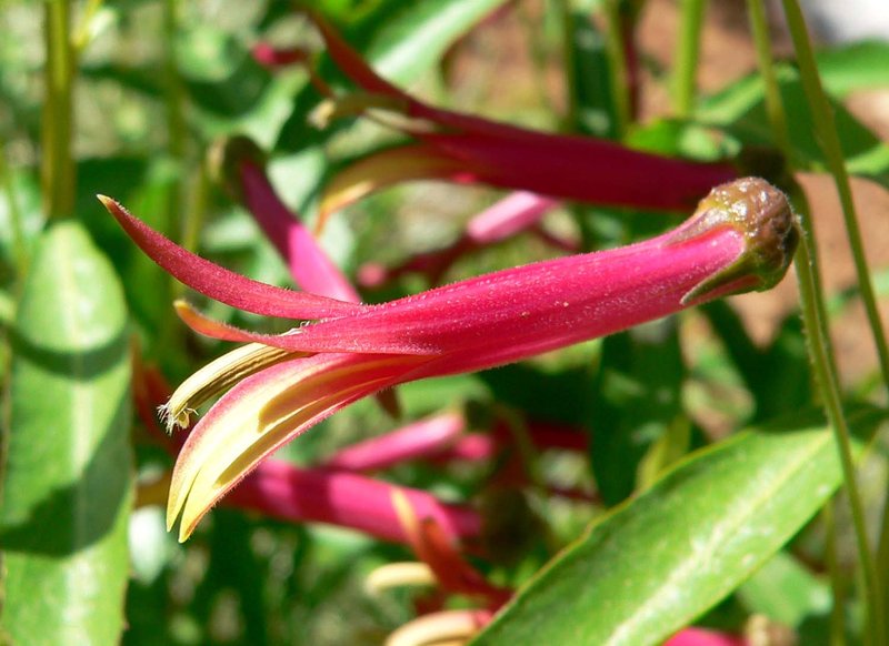 Sierra Madre Lobelia