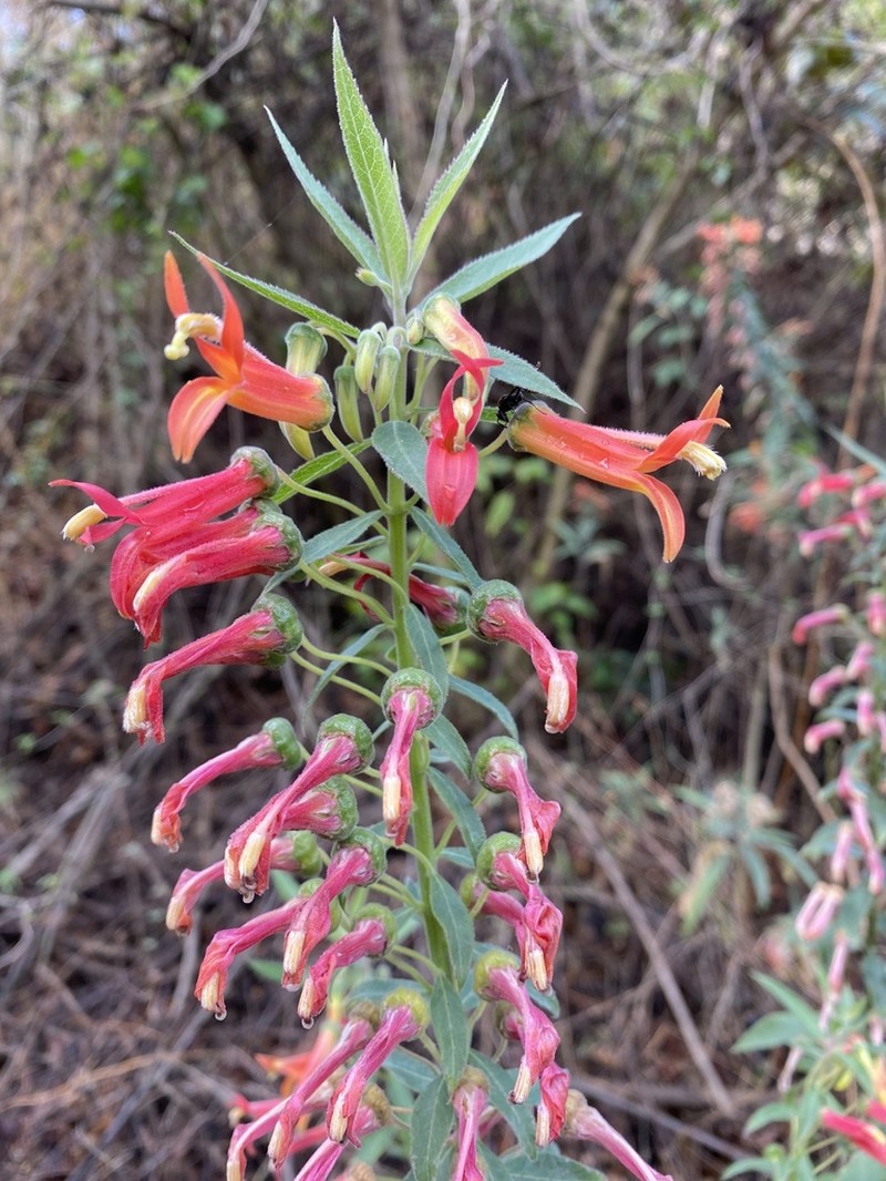 Sierra Madre Lobelia photo 2