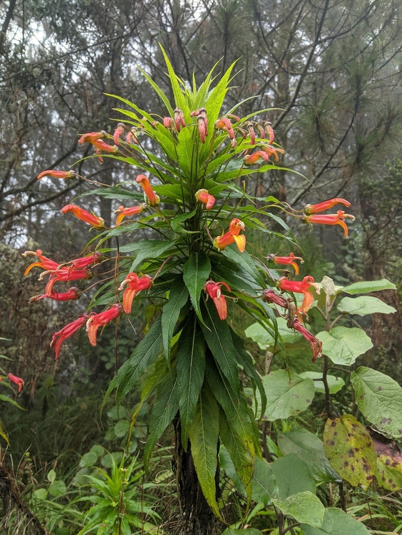 Sierra Madre Lobelia photo 3