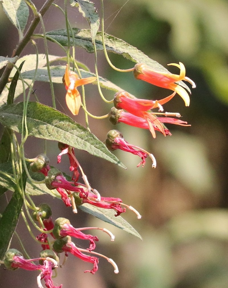 Sierra Madre Lobelia photo 5