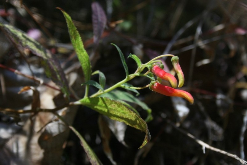 Sierra Madre Lobelia photo 6