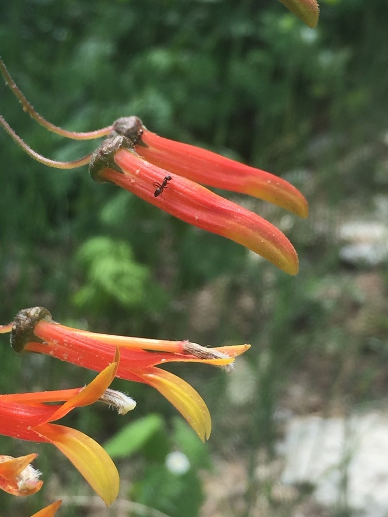 Sierra Madre Lobelia photo 7