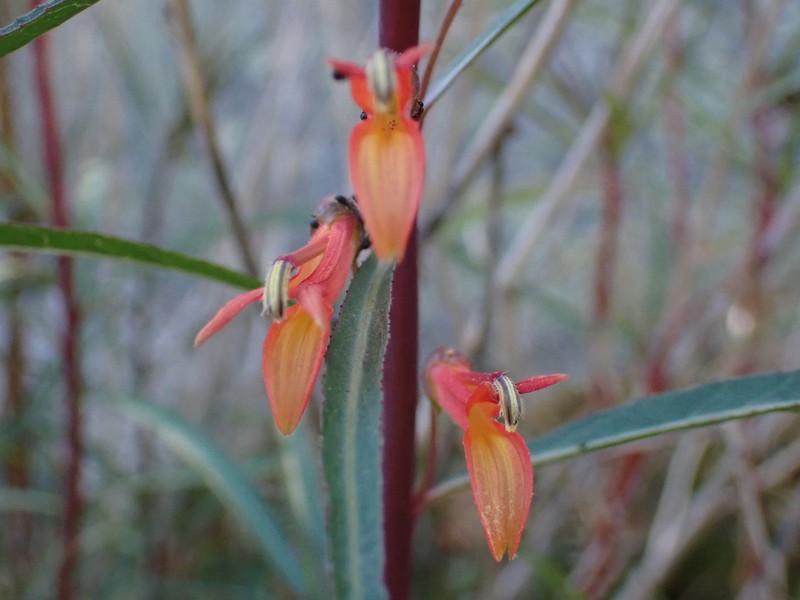 Lobelia laxiflora subsp. angustifolia