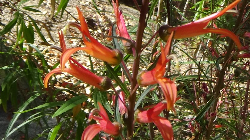 Lobelia laxiflora subsp. angustifolia photo 2