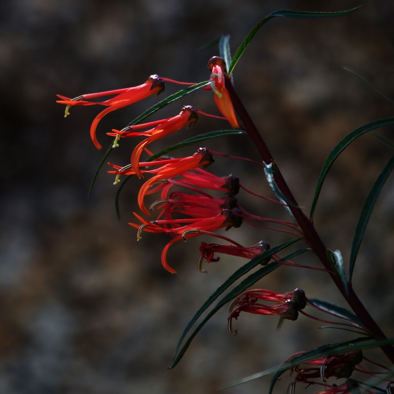 Lobelia laxiflora subsp. angustifolia photo 3