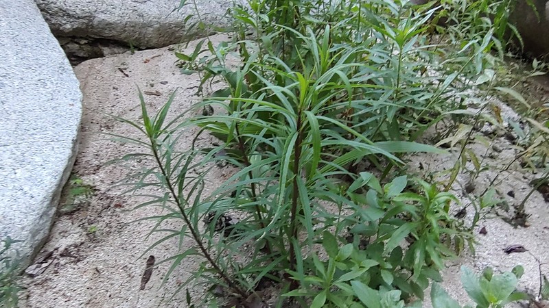 Lobelia laxiflora subsp. angustifolia photo 4